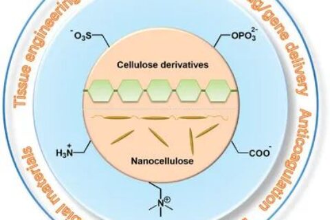 從天然生物活性多糖到纖維素基離子化合物！《AM》綜述：纖維素基離子化合物在生物材料領(lǐng)域的研究進展