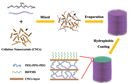 上海交通大學(xué)王新靈教授《ACS AMI》：有機(jī)溶劑可致變色的表面疏水纖維素納米晶薄膜