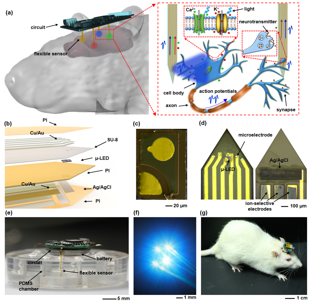 天津大學(xué)黃顯團(tuán)隊(duì)《AFM》：“八爪魚”——用于多腦區(qū)光電刺激和生理檢測(cè)的多通道植入式柔性電子器件