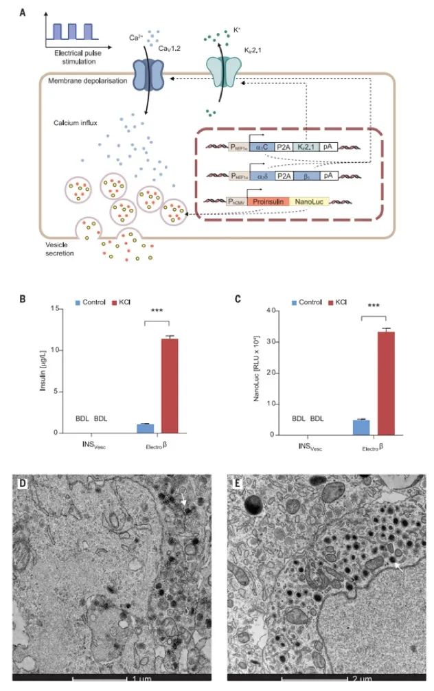 華師大/西湖大學(xué)《Science》重磅：無線電控制精準(zhǔn)治療I-型糖尿病，僅需植入硬幣大小的生物器件！