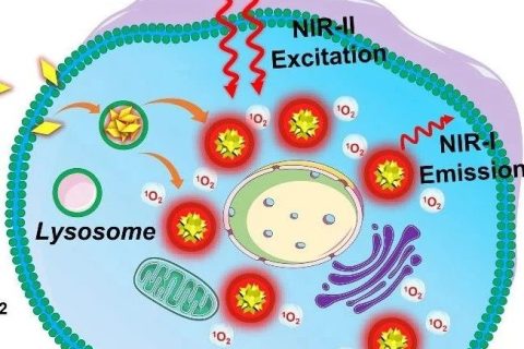 近紅外二區(qū)光激發(fā)有機光敏劑實現(xiàn)精準(zhǔn)高效雙光子光動力治療