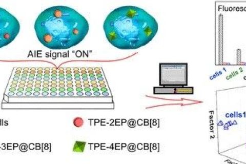 唐本忠院士團隊：用AIE分子打造細胞“照妖鏡”，可區(qū)分細胞系、評估細胞污染和鑒別癌細胞