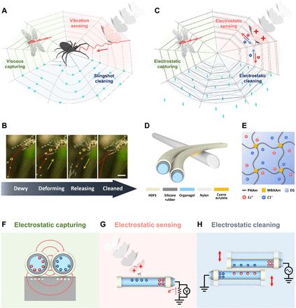 是時候展現(xiàn)真正的技術(shù)了！人造蜘蛛網(wǎng)登上《Science》頭條！集感知、捕獲、清潔等功能于一體！