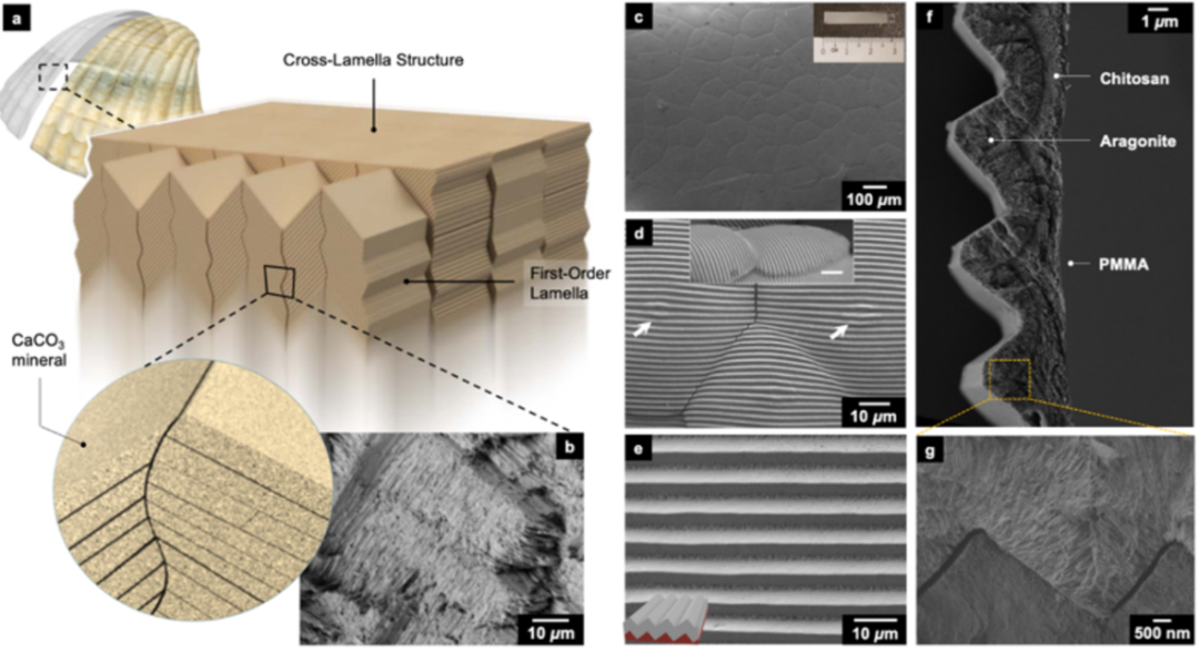《ACS Nano》生物礦化：仿生貝殼制備超強(qiáng)超韌材料