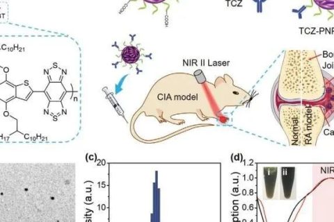 南開大學(xué)丁丹教授《AM》：首創(chuàng)！有機共軛聚合物結(jié)合藥物對類風(fēng)濕關(guān)節(jié)炎（RA）進行高效的NIR-II PA成像和治療