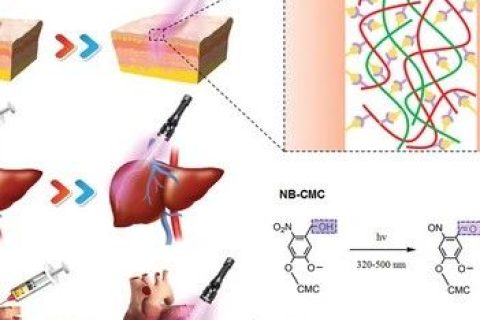 液體繃帶！具有強大組織粘合力、出色的止血、抗菌性能