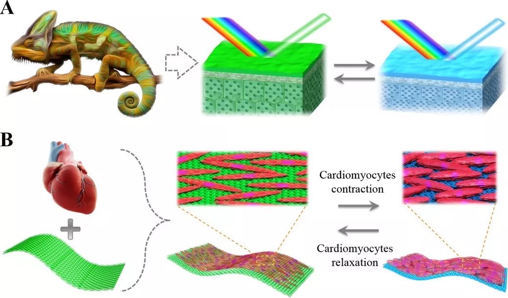 東南大學趙遠錦教授Science Robotics： 活性結構色材料構建的“心臟芯片”