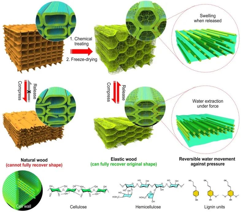 ?胡良兵/李騰《ACS Nano》：彈性木材！歷經(jīng)萬次壓縮，性能如初！