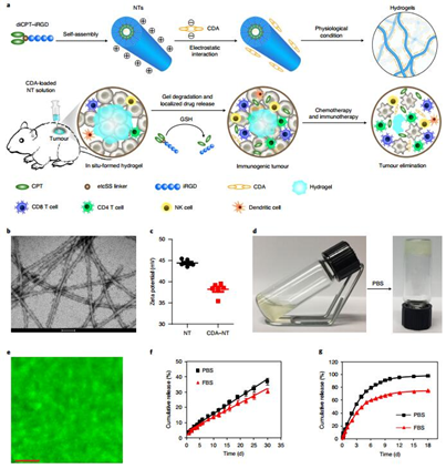 約翰霍普金斯大學(xué)崔宏剛《Nature》子刊：包含STING和CPT的原位自組裝水凝膠實現(xiàn)100%抑制腫瘤生長