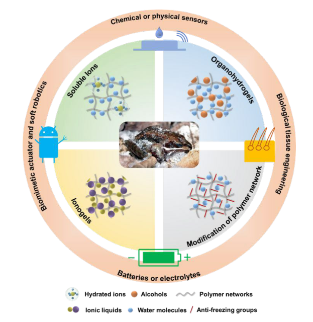 ?如何讓水凝膠不畏嚴(yán)寒？《Mater. Horiz.》綜述：在寒冷環(huán)境中保持軟濕材料活性的仿生防凍聚合物水凝膠