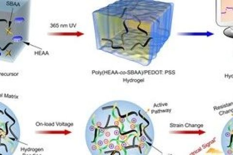 美國阿克倫大學鄭潔團隊《JMCA》：新型全聚合物導電水凝膠