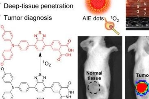 唐本忠院士/羅亮教授《AM》：穿透3厘米！AIE近紅外化學(xué)發(fā)光材料用于深部組織成像