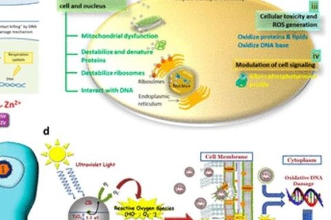 《ACS Nano》綜述：抗菌、抗病毒納米材料和涂層的現(xiàn)狀和未來展望